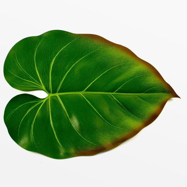 green philodendron leaf placemat BaliHai Philodendron Leaf Safari Placemat Design Ideas – zillymonkey