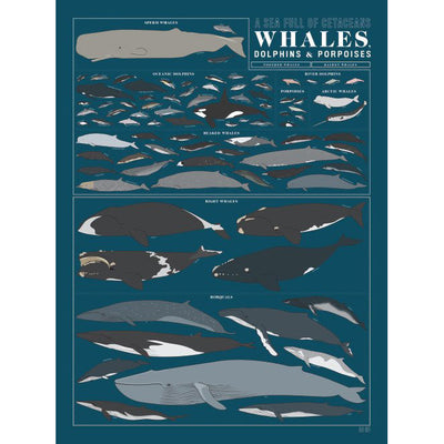 A Sea Full of Cetaceans: Whales, Dolphins, and Porpoises Poster