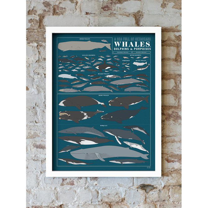 A Sea Full of Cetaceans: Whales, Dolphins, and Porpoises Poster